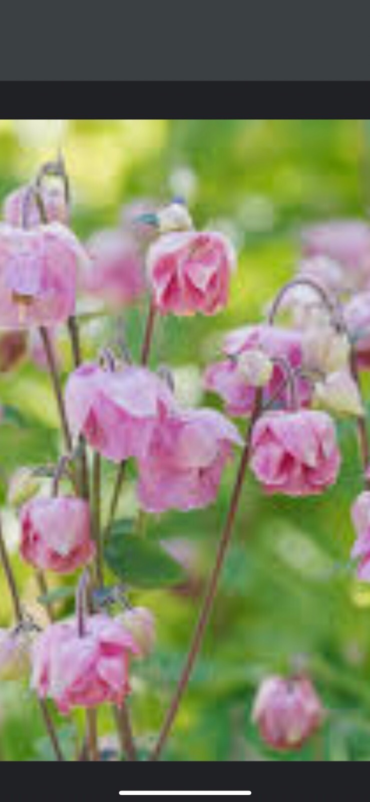 100+ Columbine Seeds 2024 Mixed Blue Purple Pink Flower Spring Perennial in USA