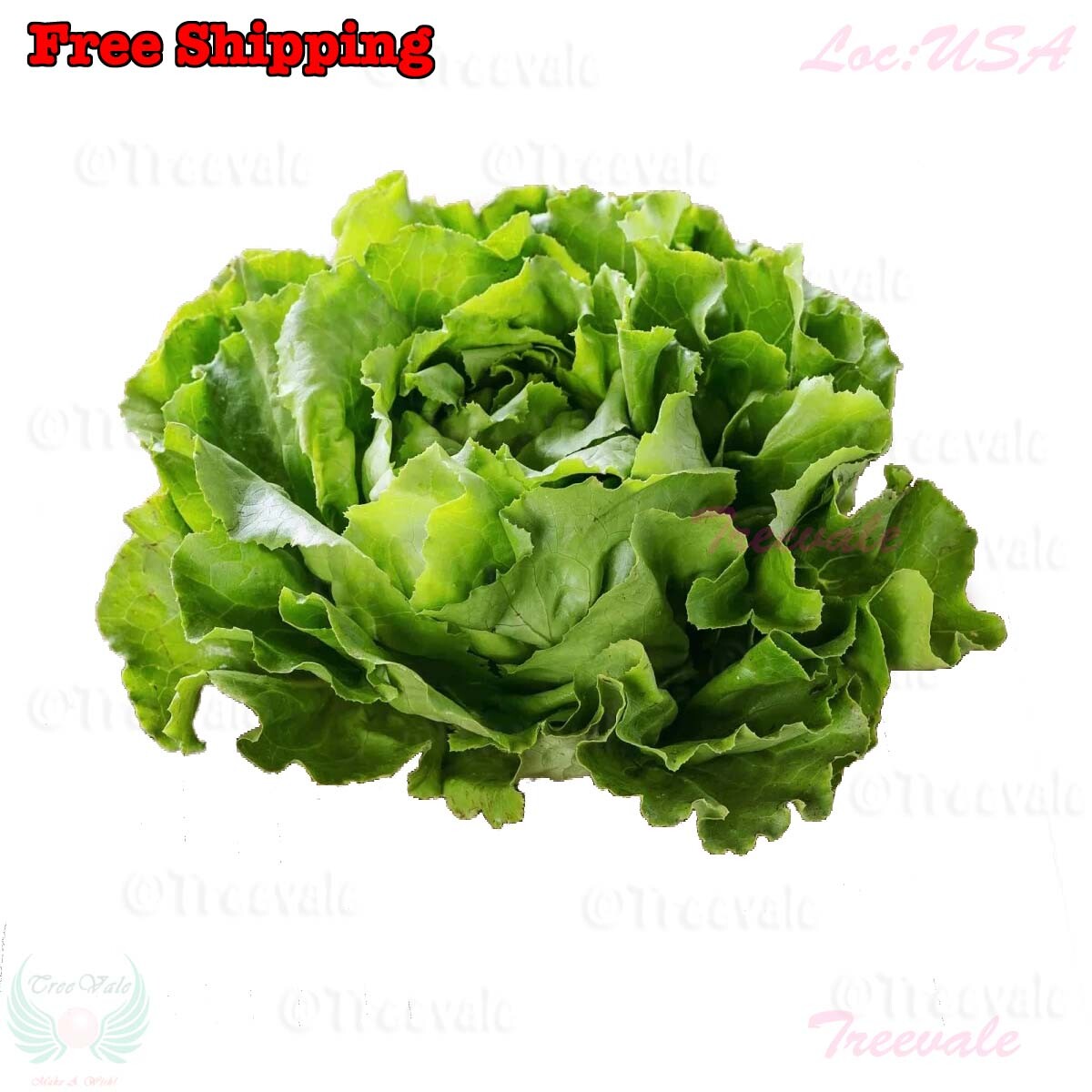 Buttercrunch Butterhead Lettuce Seeds – Early Green | Butter head Lettuce Seeds