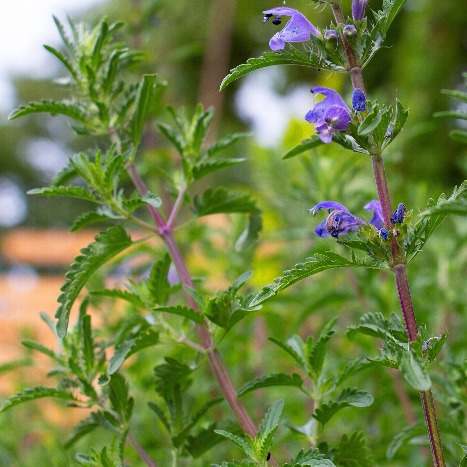 Moldavian Balm Seeds (Dracocephalum moldavicum) ~Traditional Tea Herb Garden