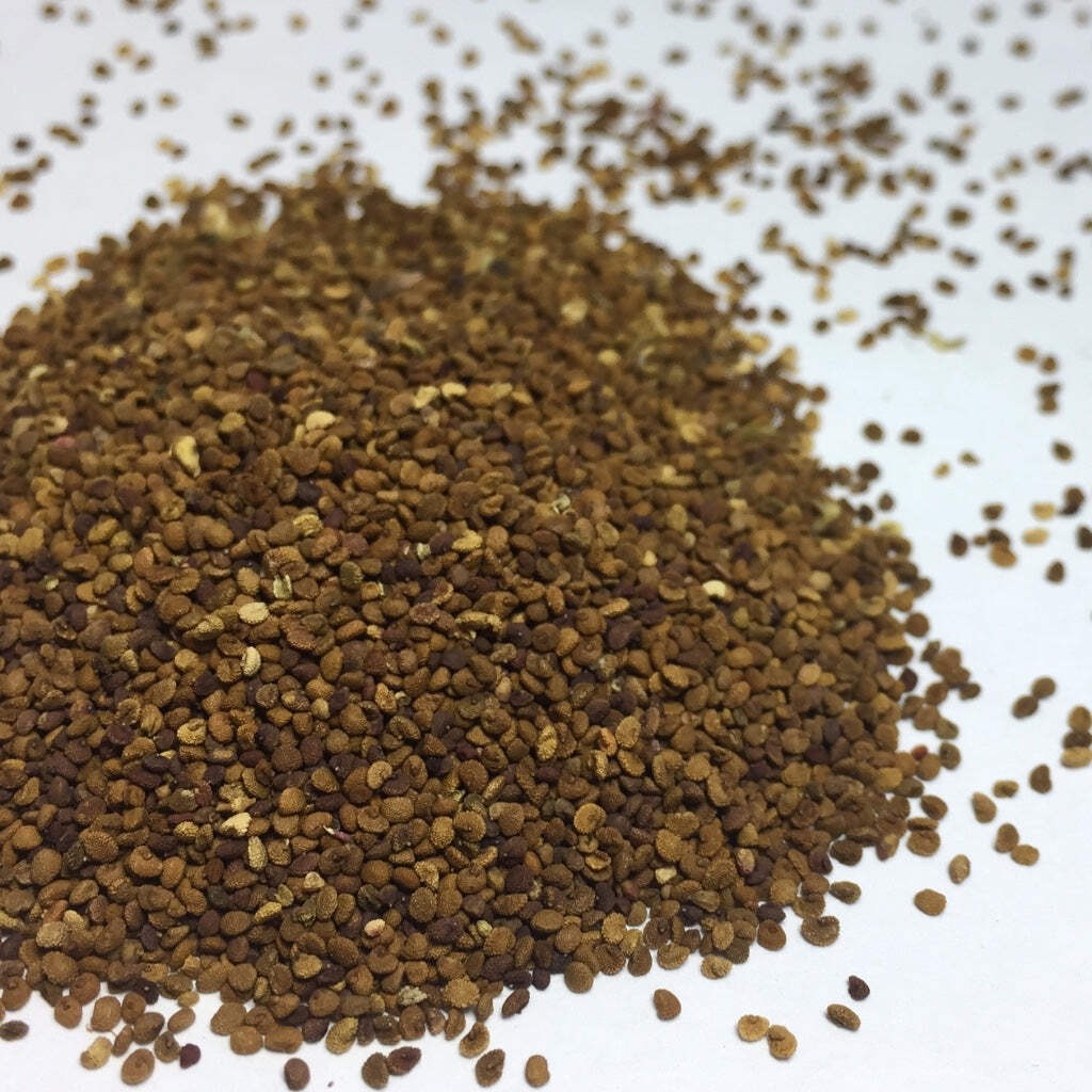 Skullcap (Mad Dog) Seeds (Scutellaria lateriflora) ~Traditional Herb Garden