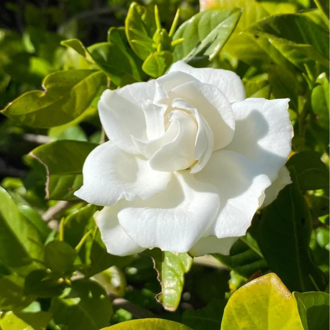 200 Gardenia Seeds (Gardenia Jasminoides) – Non-Gmo Perennial Evergreen, Highly