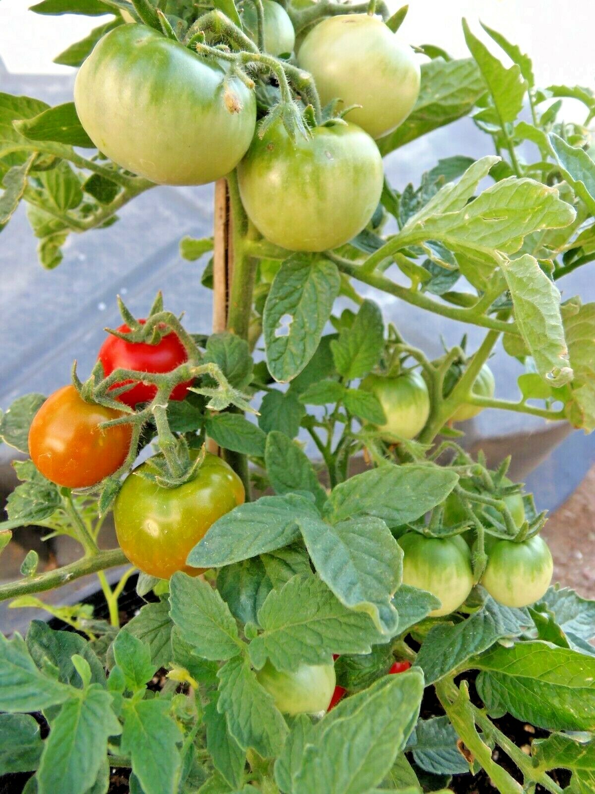 Czech Bush Tomato – perfect for container planting