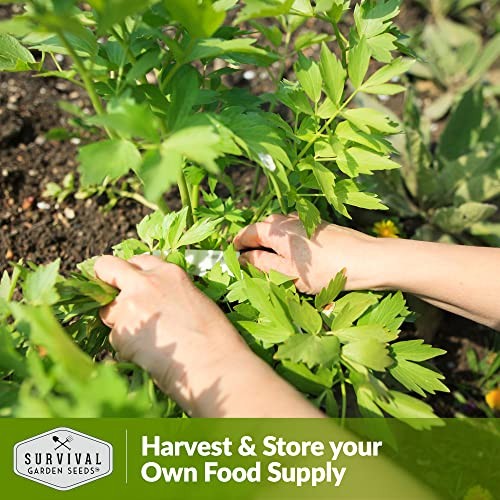 – Lovage Seed for Planting – Pack with Instructions to Plant and Grow 1