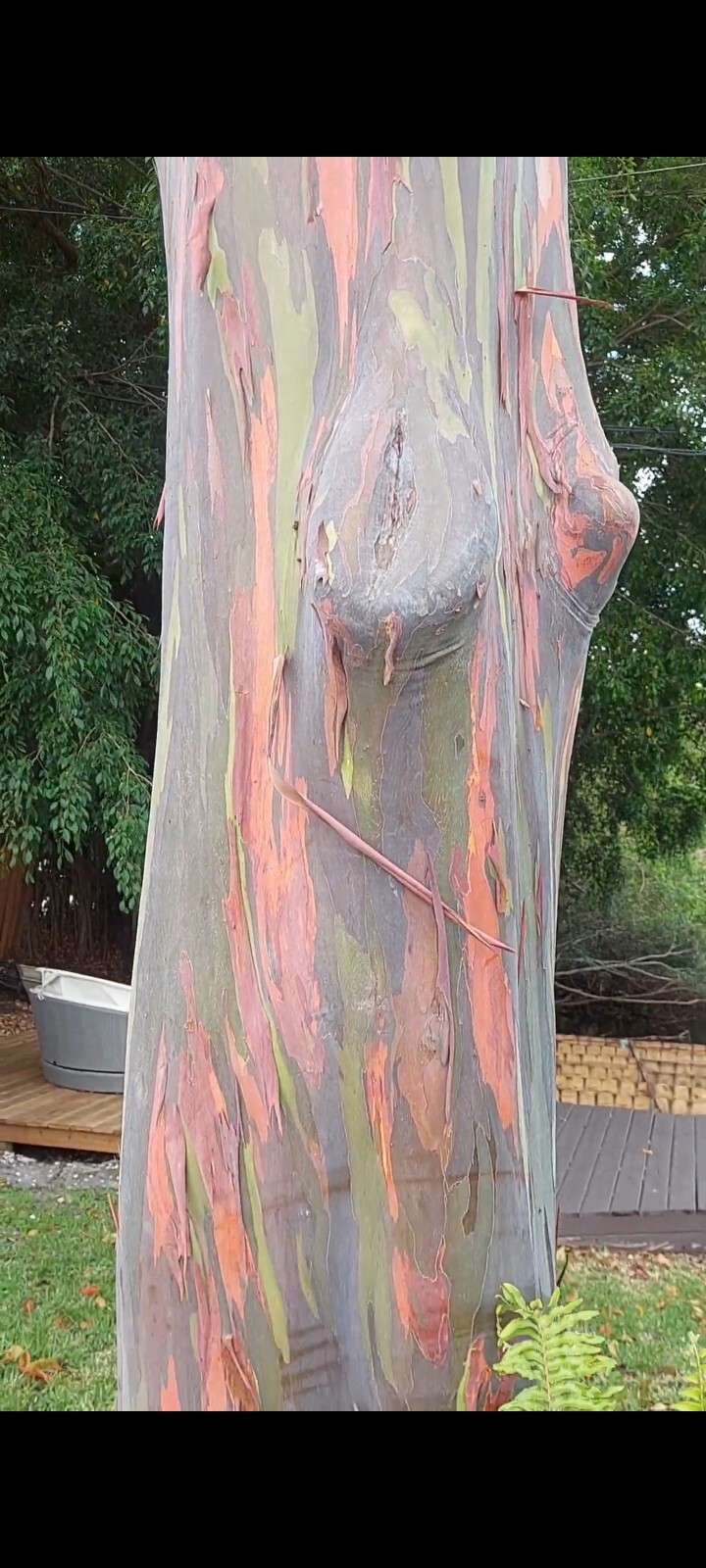Rainbow Eucalyptus Tree Seeds (10 Pods) See Pictures.