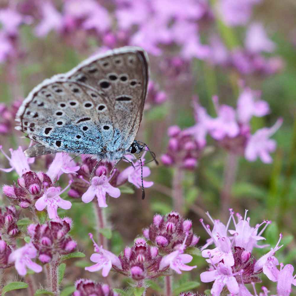 Creeping THYME Seeds BULK Thymus Serpyllum Groundcover Heirloom Native Herb LOT