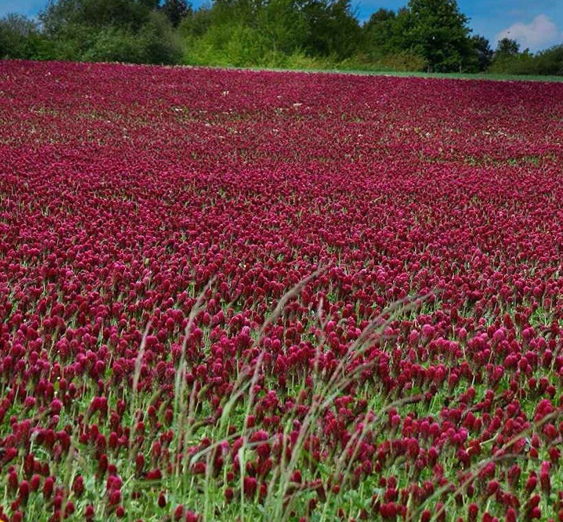 300 Crimson Clover Dixie (Trifolium Incarnatum) seeds (Non-GMO) Inoculated