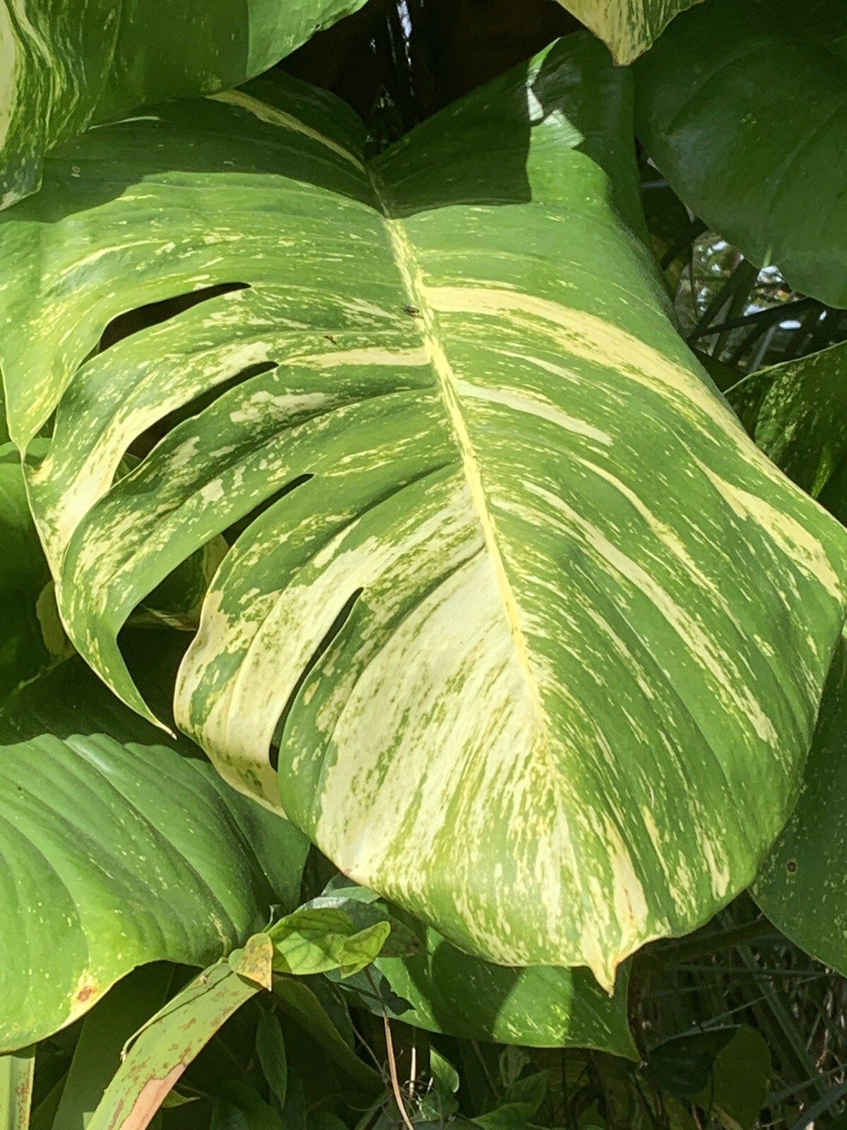 Variegated Giant Golden Pothos, well rooted plant shipped in container with soil