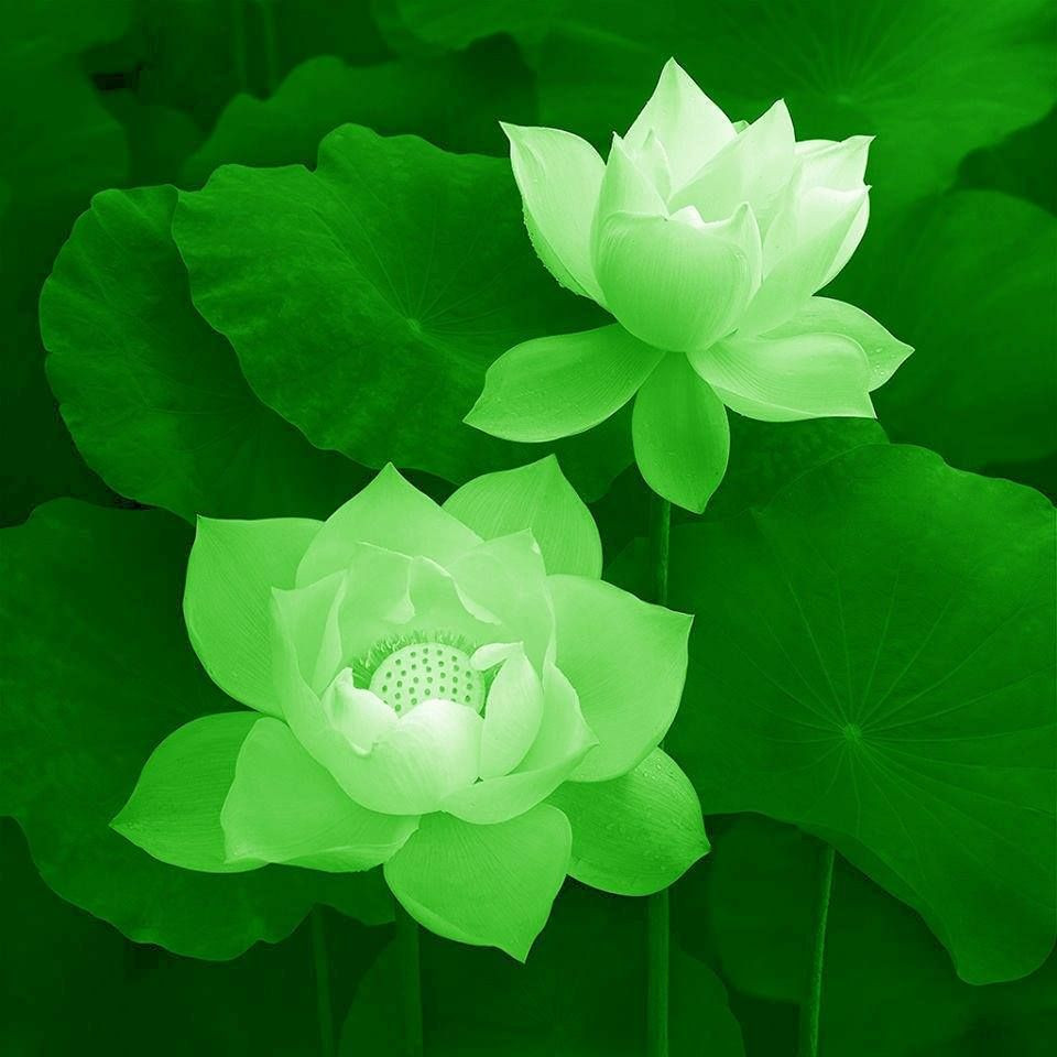 10 Assorted Color Lotus Seeds
