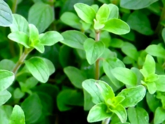 20+Greek Oregano Seeds Seeds | NON-GMO | Heirloom | Fresh Garden Seeds