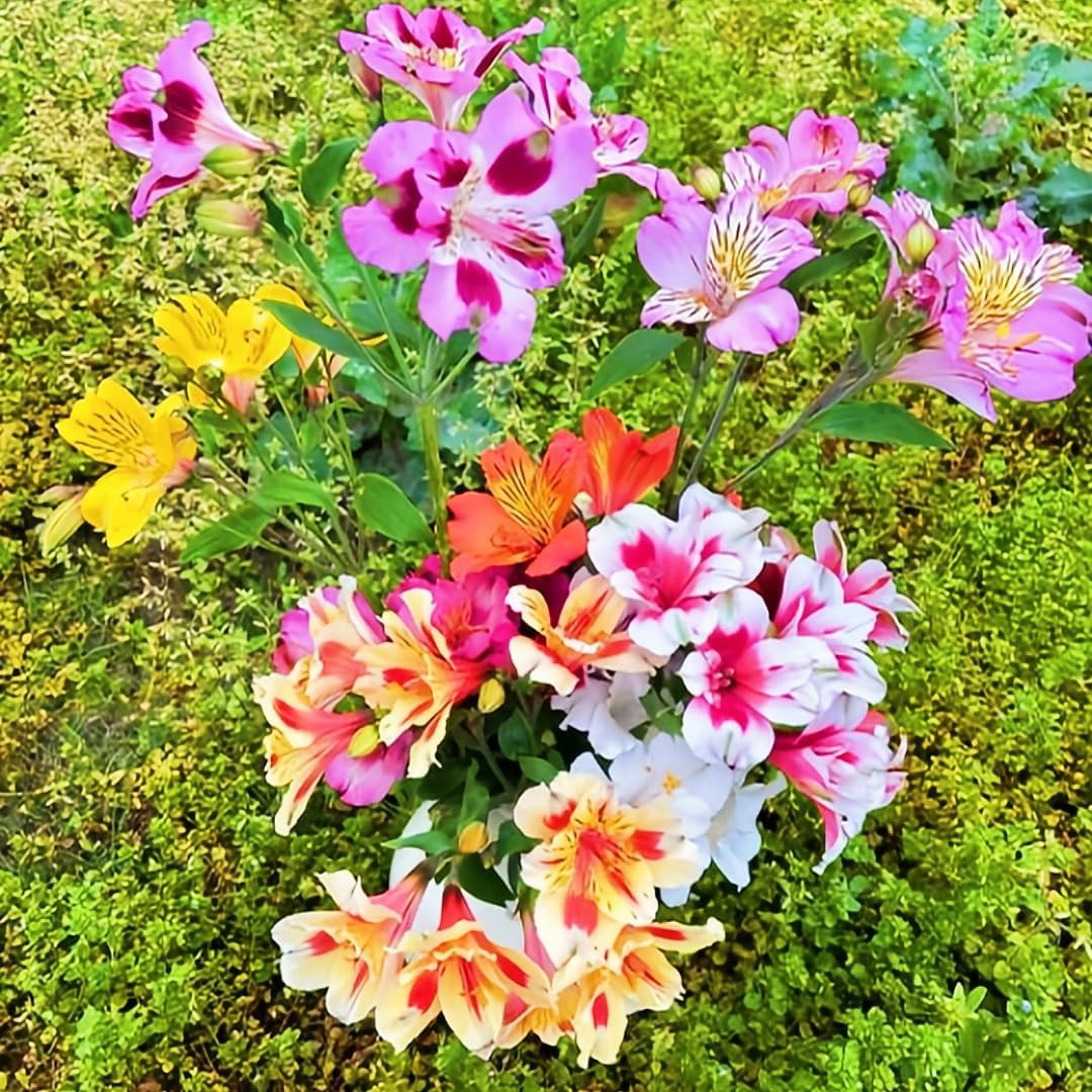 Mixed Color Alstroemeria Seeds 30 PCS Perennial Peruvian Lily Flower Seeds for O