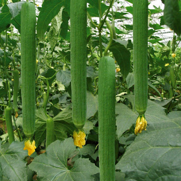 Luffa Gourd – Loofah Sponge Seeds -Hột Mướp Hương – Organic NON-GMO, 2024 Season