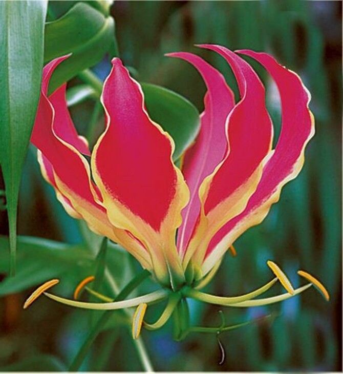 Gloriosa Rothschildiana Glory Vine 10 Seeds, Climbing Flame Lily
