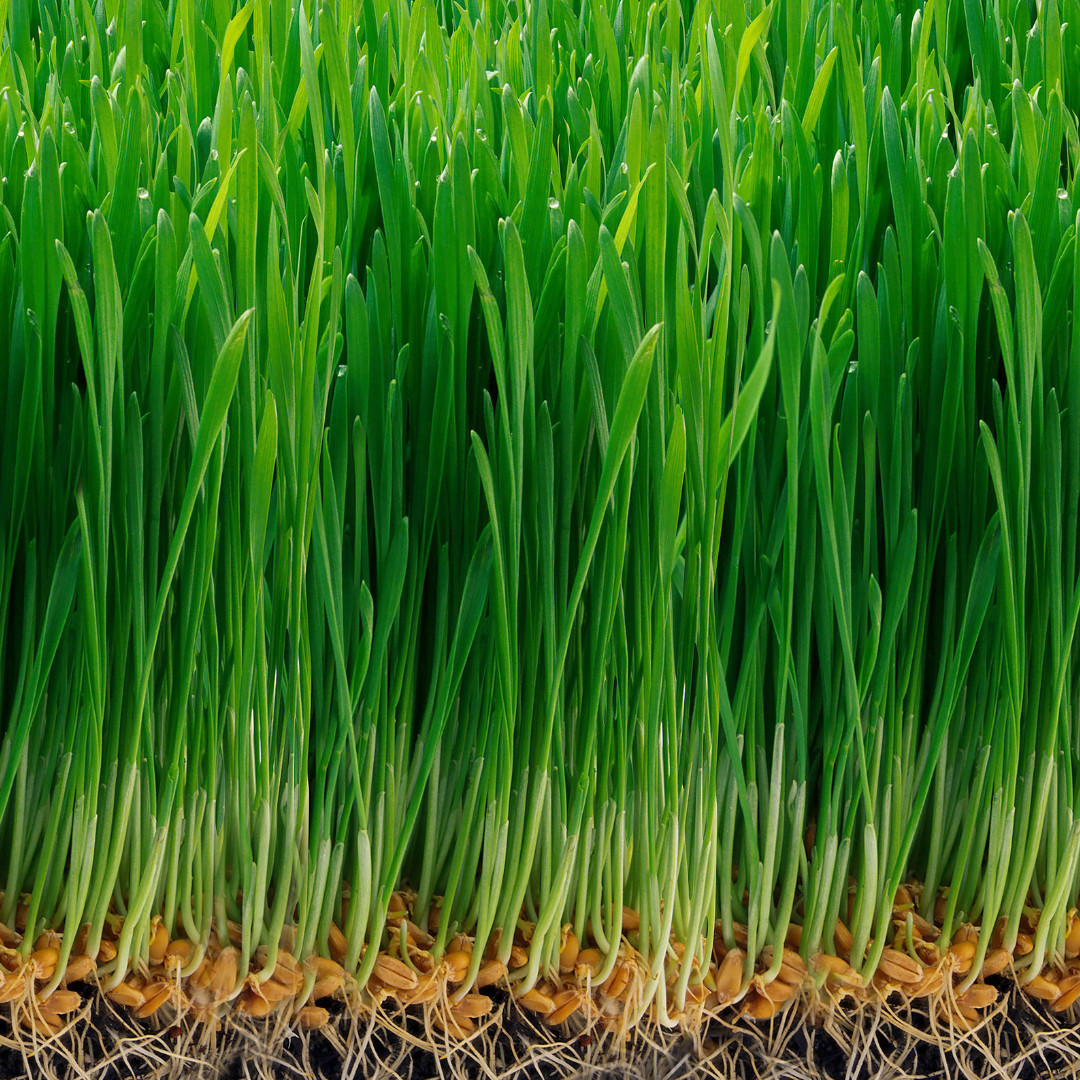 Fresh Cat Grass Seeds | Wheatgrass | Cats | Health | Heirloom Non-GMO | Pets