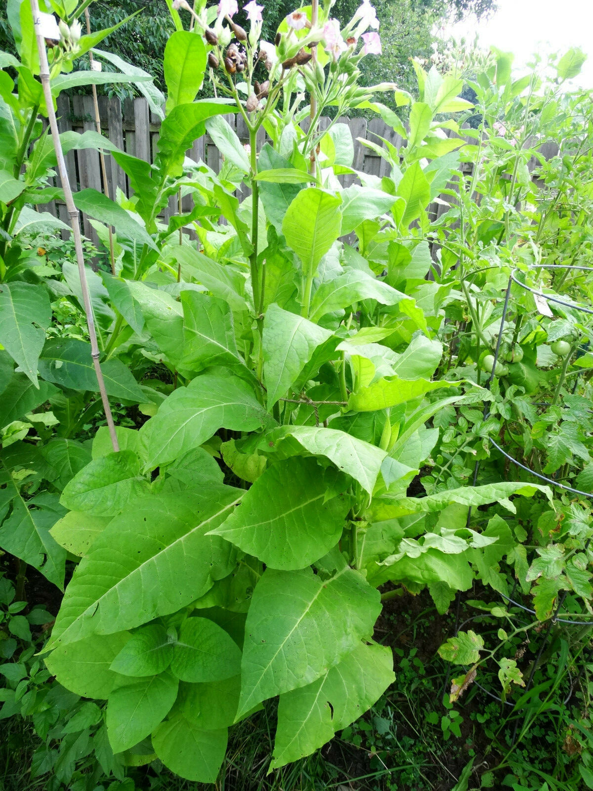 African Red Tobacco HIGH NICOTINE 500+ seeds 0.05 gram Heavy Producer 2023 CROP