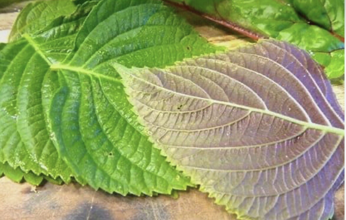 200+Green Shiso Seeds-Perilla/Beefsteak Plant-Korean Basil, NON-GMO-Open Pollina