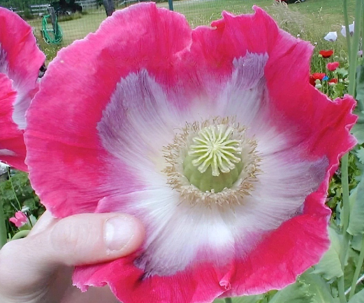 5,000 Organic Giganteum Papaever Somniferum Poppy Seeds Grow Huge Flowers & Pods