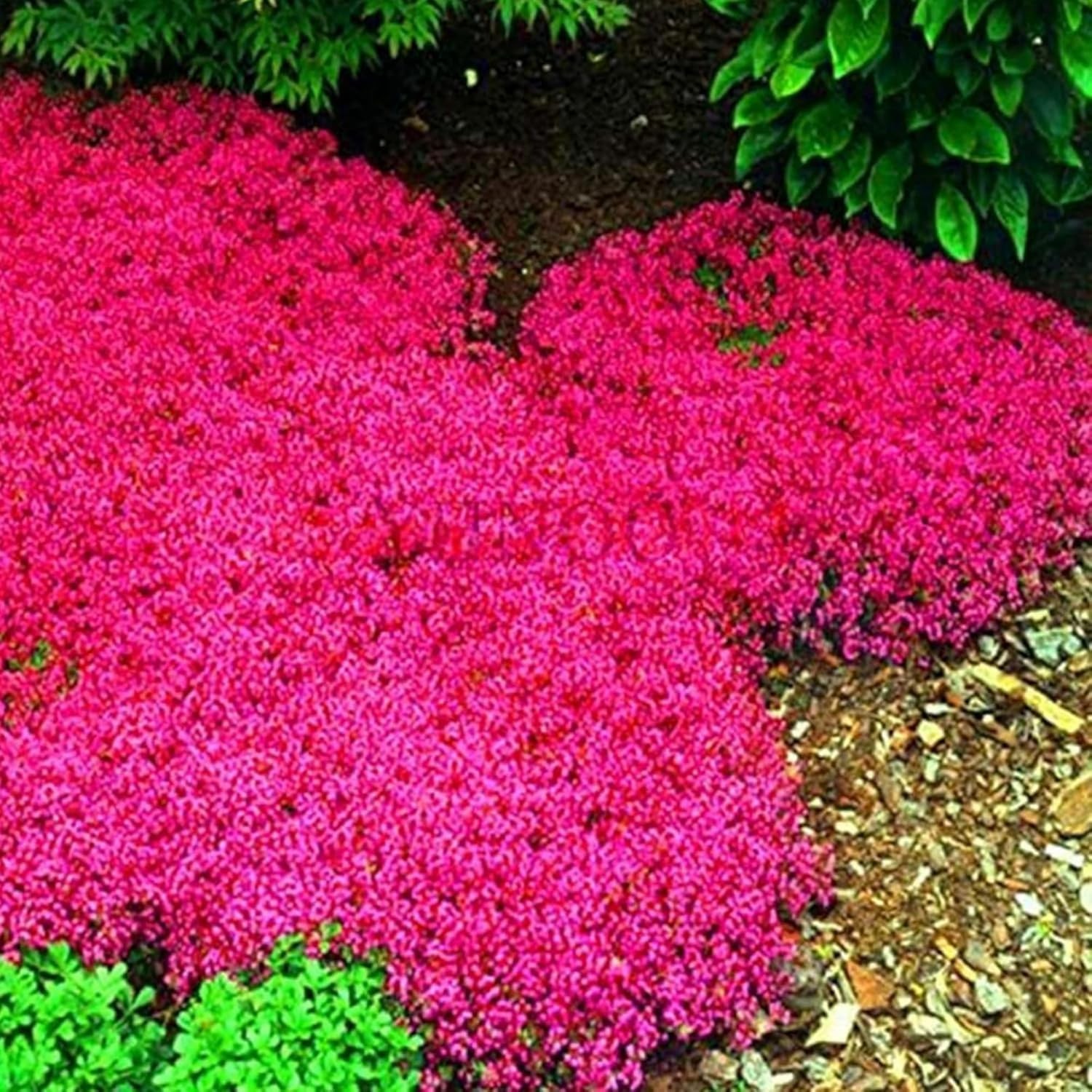 6000+ Creeping Thyme Seeds Non-gmo Heirloom Perennial Mixed Ground Cover