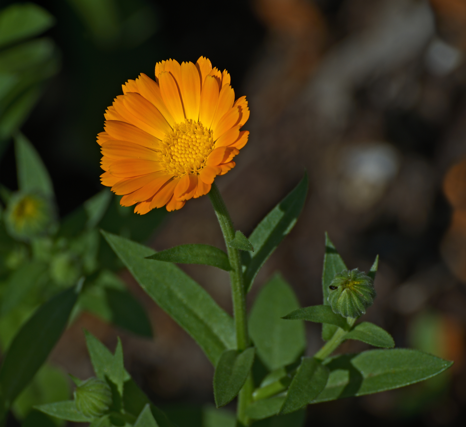 500 ORANGE PACIFIC BEAUTY MARIGOLD Seeds (Calendula officinalis) | Free shipping