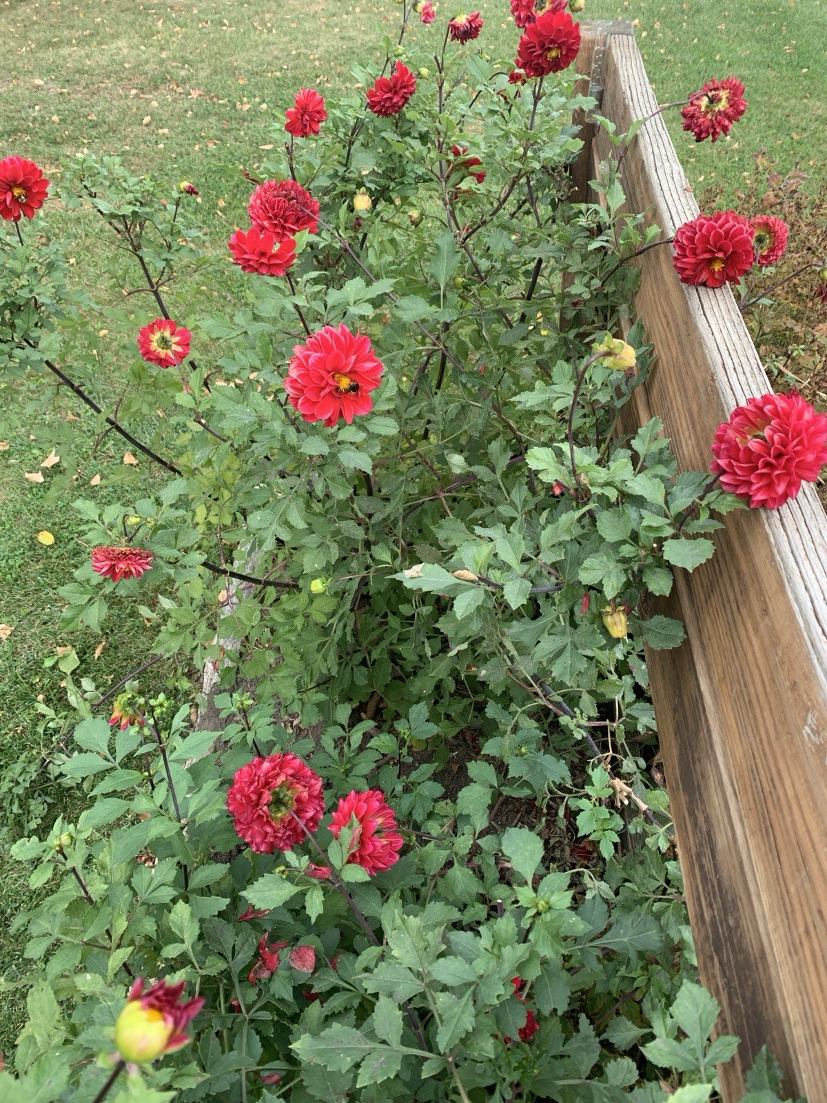 RED DAHLIA Bulbs Rhizome, Green Leaves, Bright Red Flower, Bulbs {g
