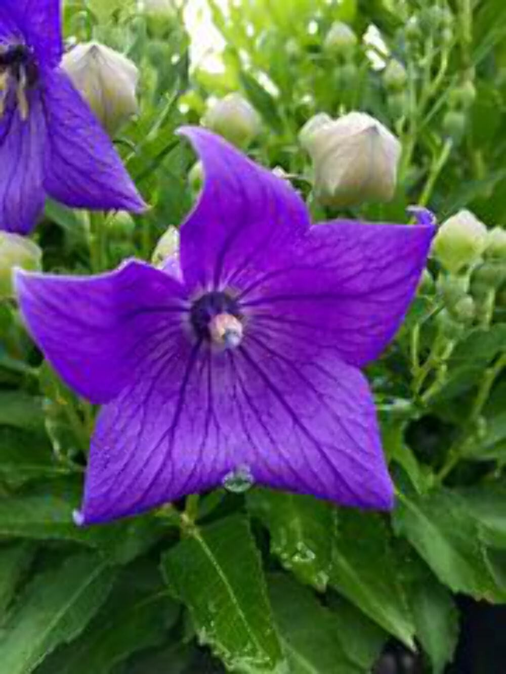 Balloon Flower Seeds – 50 Count, Blue-Purple Blooms, Perennial, Zones 3-8