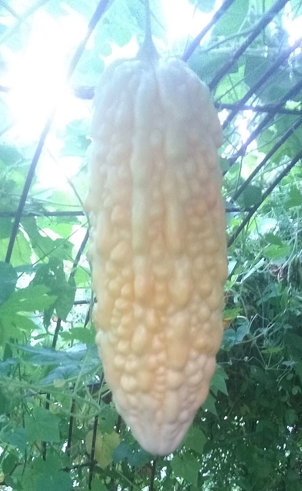 Jyunpaku Okinawan Pure White Bitter Melon ~ 3 to 50 seeds ~ Organic Heirloom~