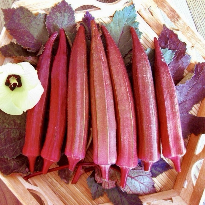 40+ Red Burgundy Okra Seeds ｜NON GMO ｜Heirloom ｜FRESH Free Shipping No Tracking