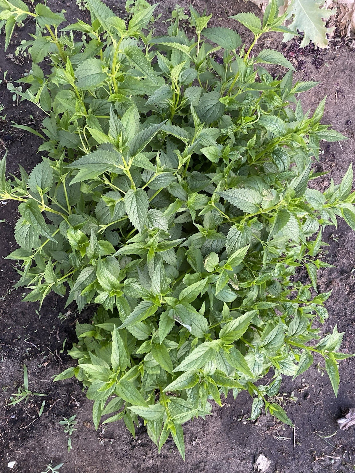 200 MEDICINAL SKULLCAP HERB SEEDS (Scutellaria lateriflora) Mad Dog, USA Seller