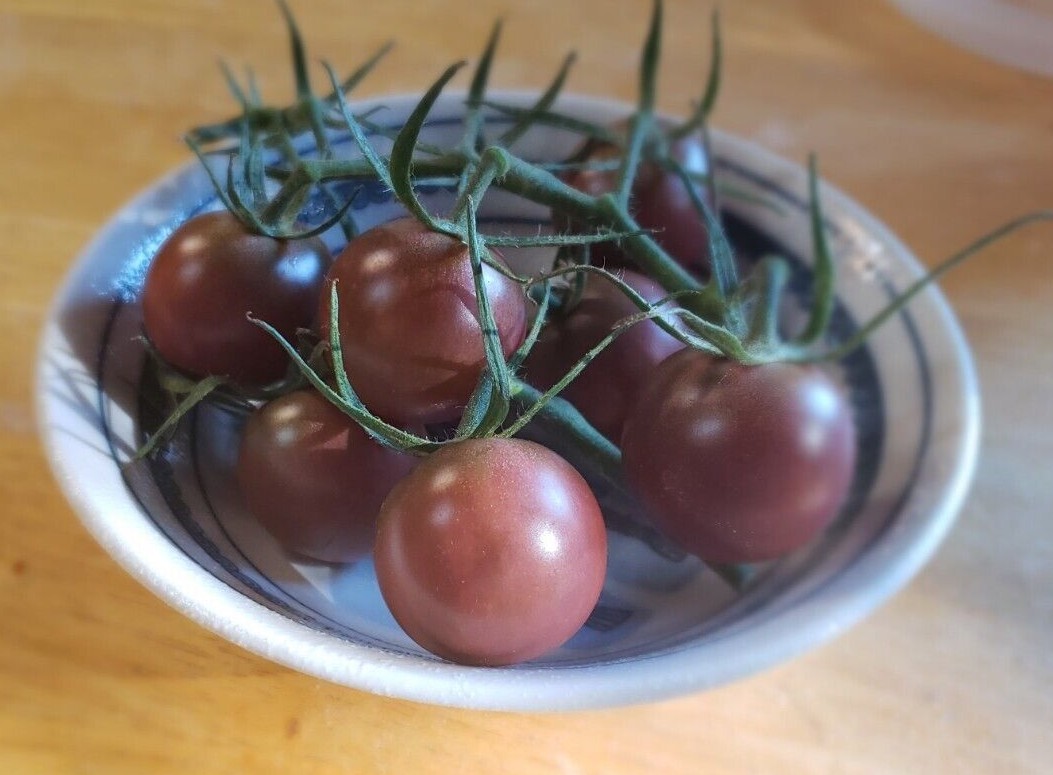 Black Cherry – Cherry Tomato (30 Seeds) – Free Shipping, fresh for 2024
