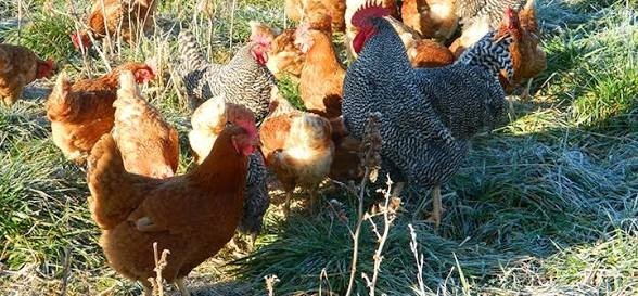 300 Pearl Millet Seeds High Protein Chicken Forage Cover Crop Non Gmo Free Ship