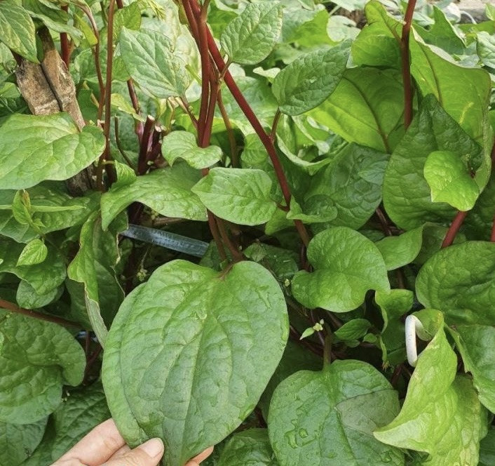Red Malabar Spinach, Basella Alba – 5 small bare-root plants about 2-3”