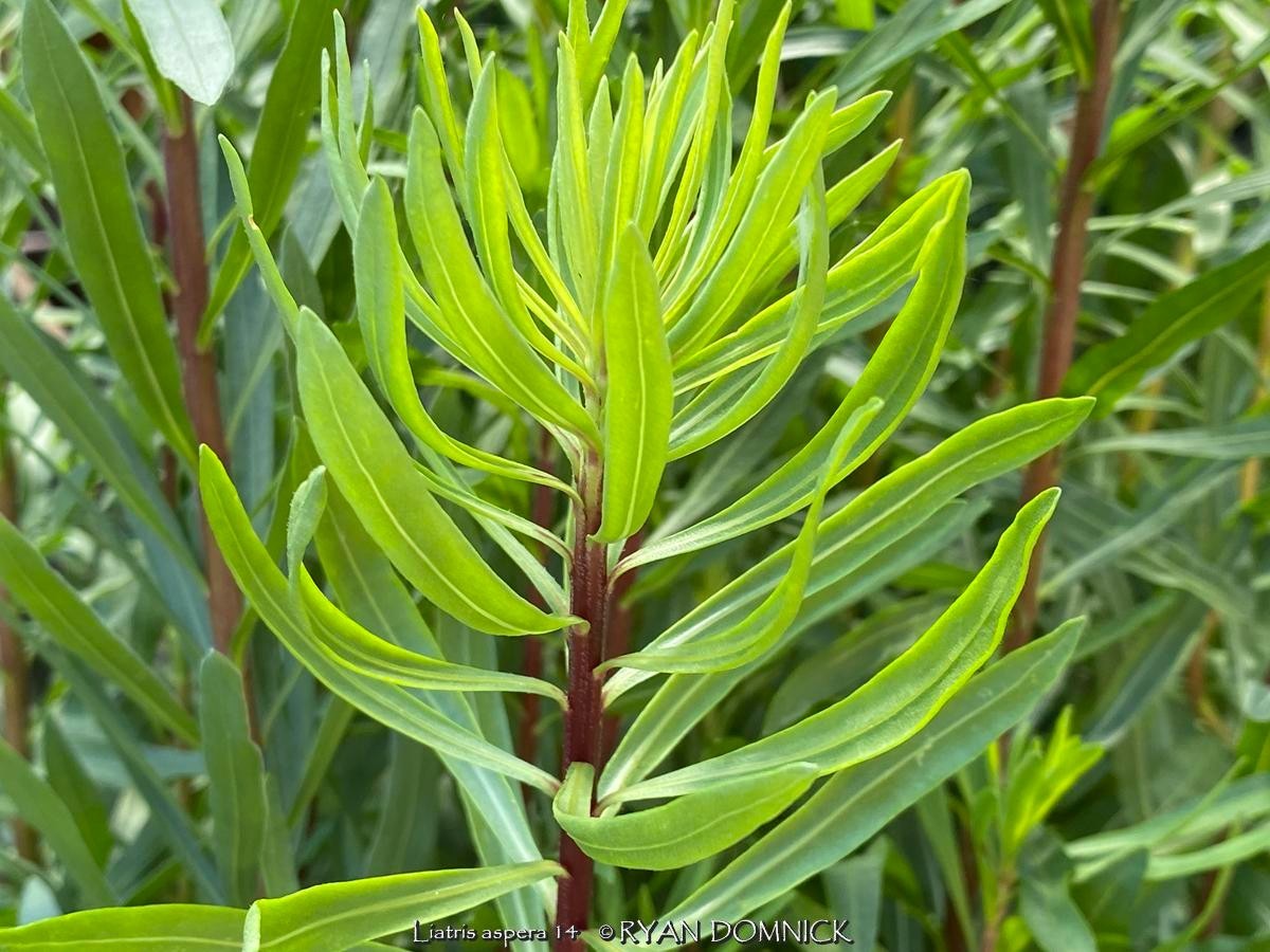 BULK SEEDS!…Liatris aspera…Rough Blazing Star…QTY/bag=1000