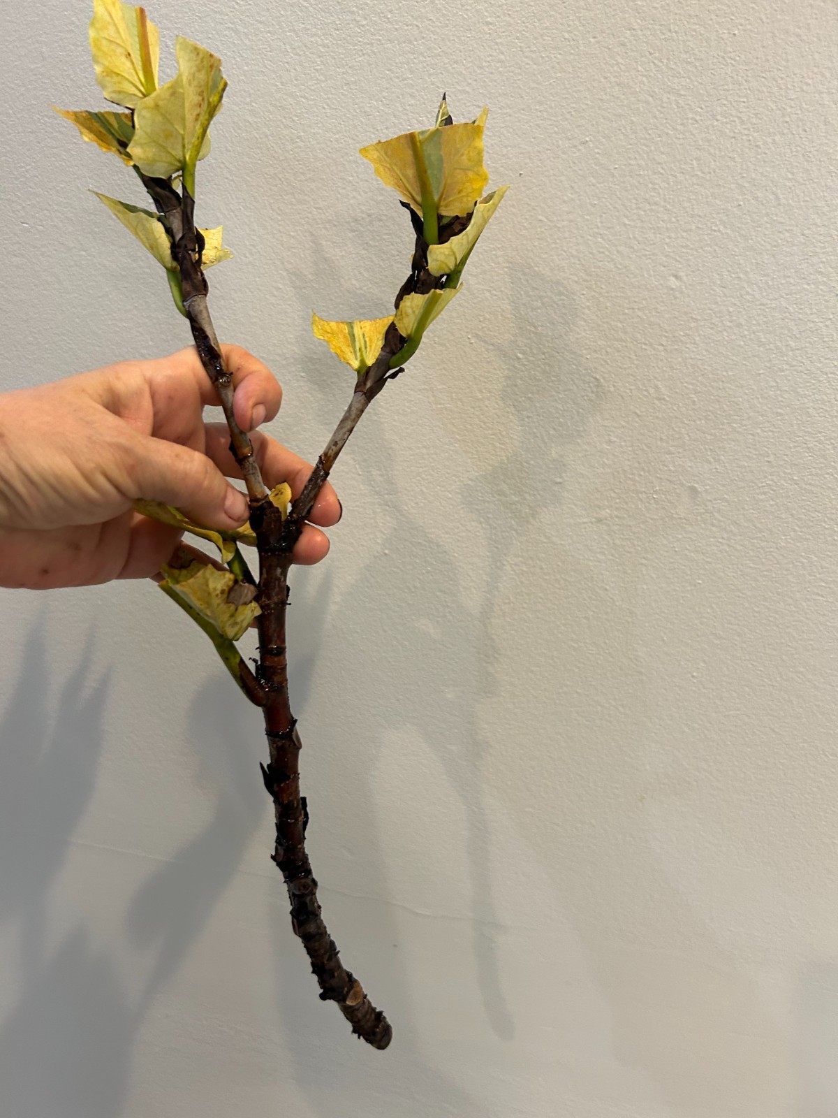Rare Ficus Lyrata- fiddle -leaf variegated- 1 cutting as pictured, no roots