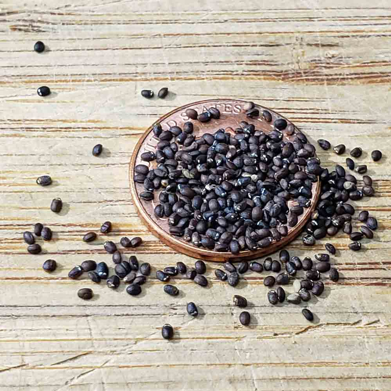 Catnip Seeds 1000+ Herb Perrenial Garden NON-GMO USA FREE SHIPPING