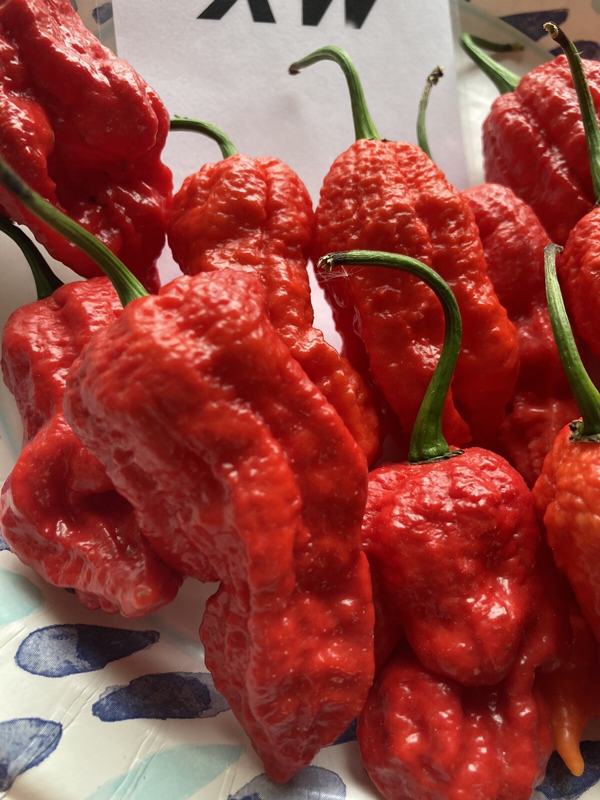 Super Bhut Jolokia XW Ghost Pepper Seeds 15+ Per Pack