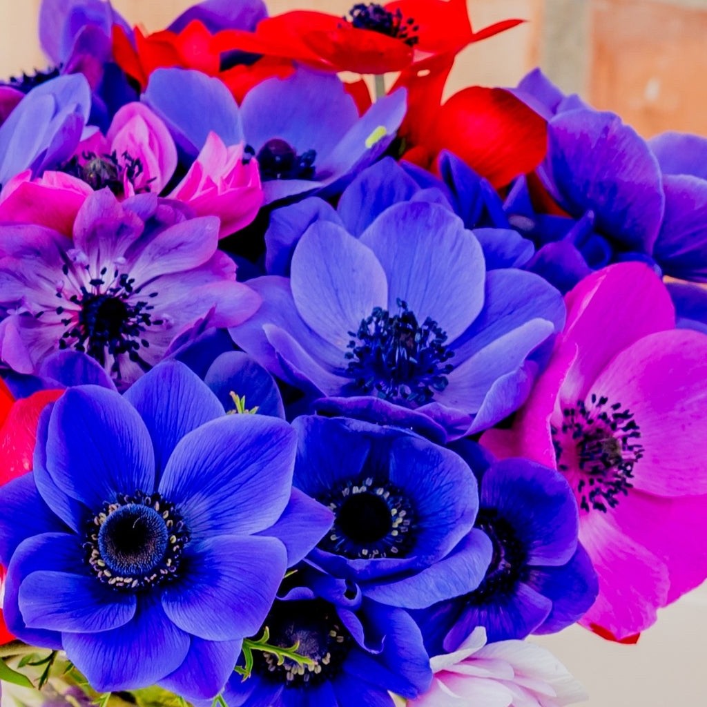 Anemone de Caen bulbs 10