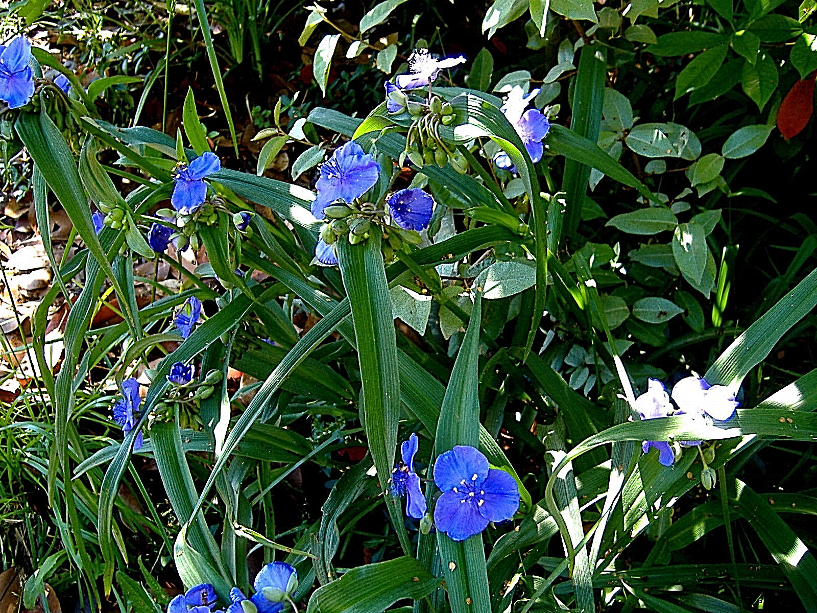 20+ SPIDERWORT TRADESCANTIA FIBROUS BARE ROOTS USDA ZONE 4~9