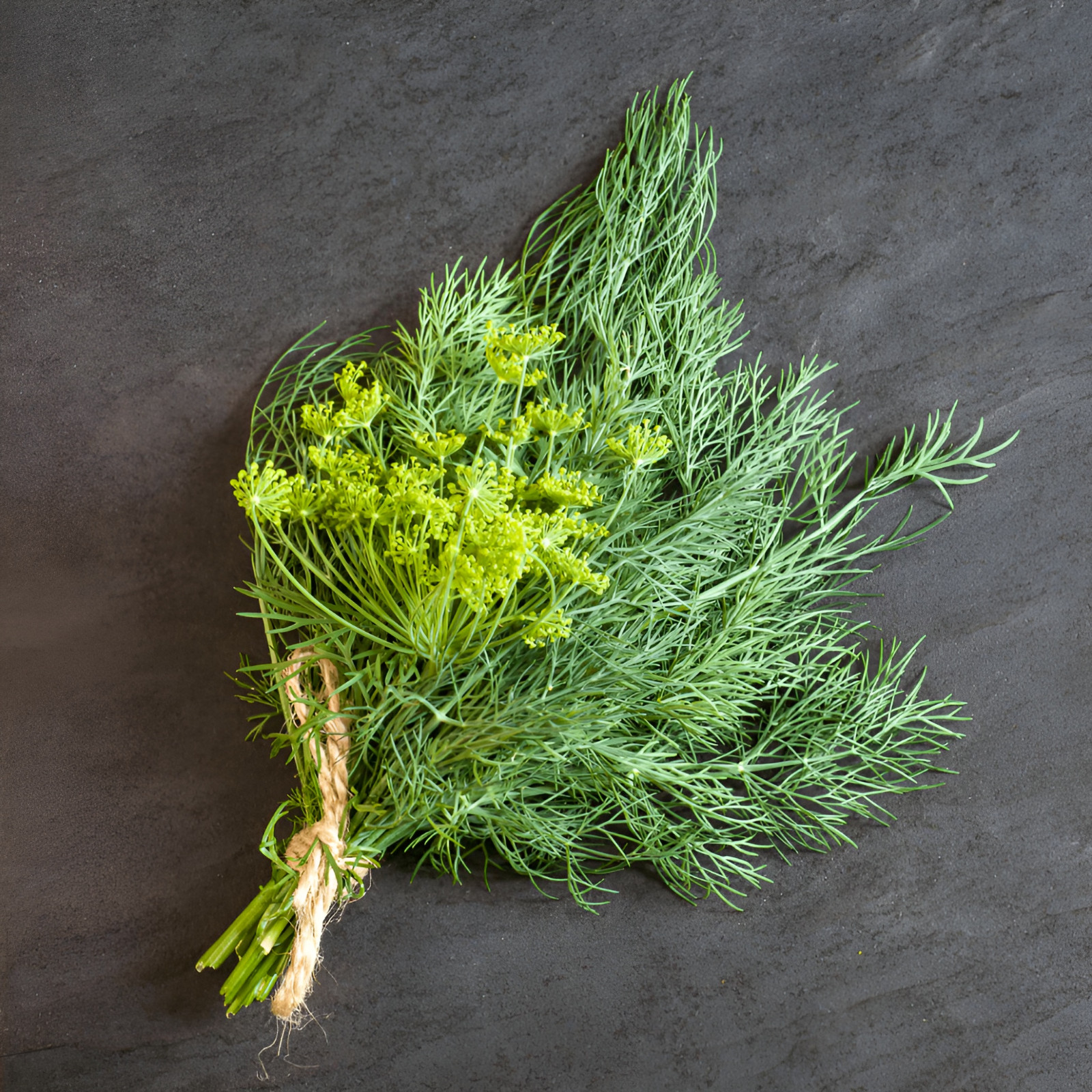 1200 Heirloom Bouquet Dill Seeds – Classic Dill Flavor – Herb – NonGMO Organic