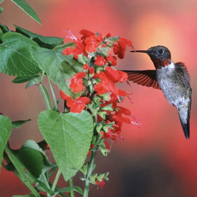 800+ SCARLET SAGE SEEDS (Salvia coccinea)- medicinal, hummingbirds love, NON-GMO