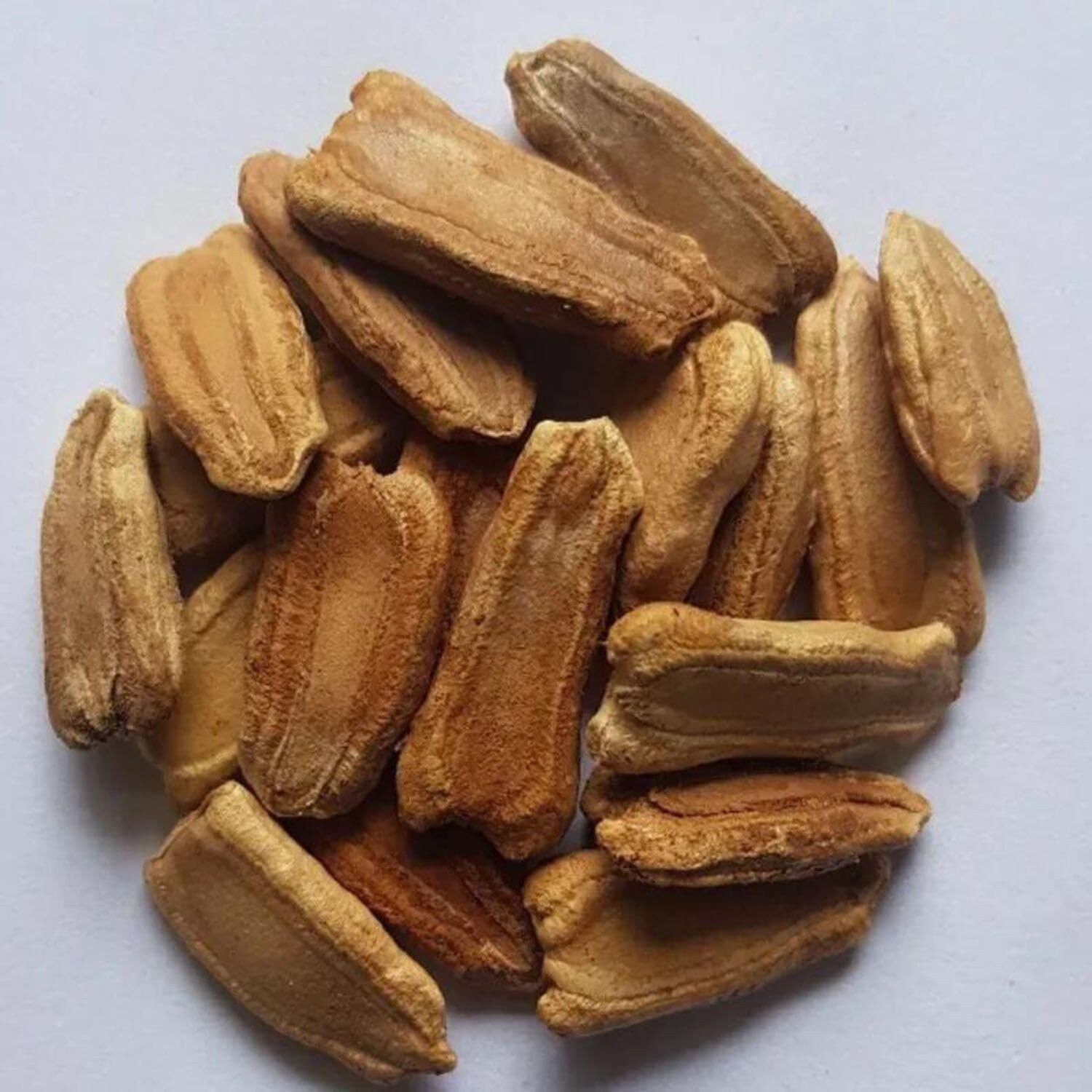 5 Pcs Bottle Gourd Seeds | Calabash Gourd, Gourd, Dudhi ,Dudi Seeds-USA seller