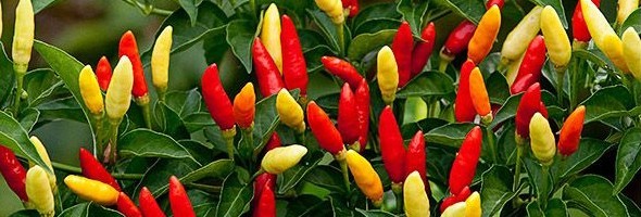 TABASCO PEPPER SEEDS * PEPPER SAUCE* HOT * POPULAR* PROLIFIC*CONTAINER CHOICE*