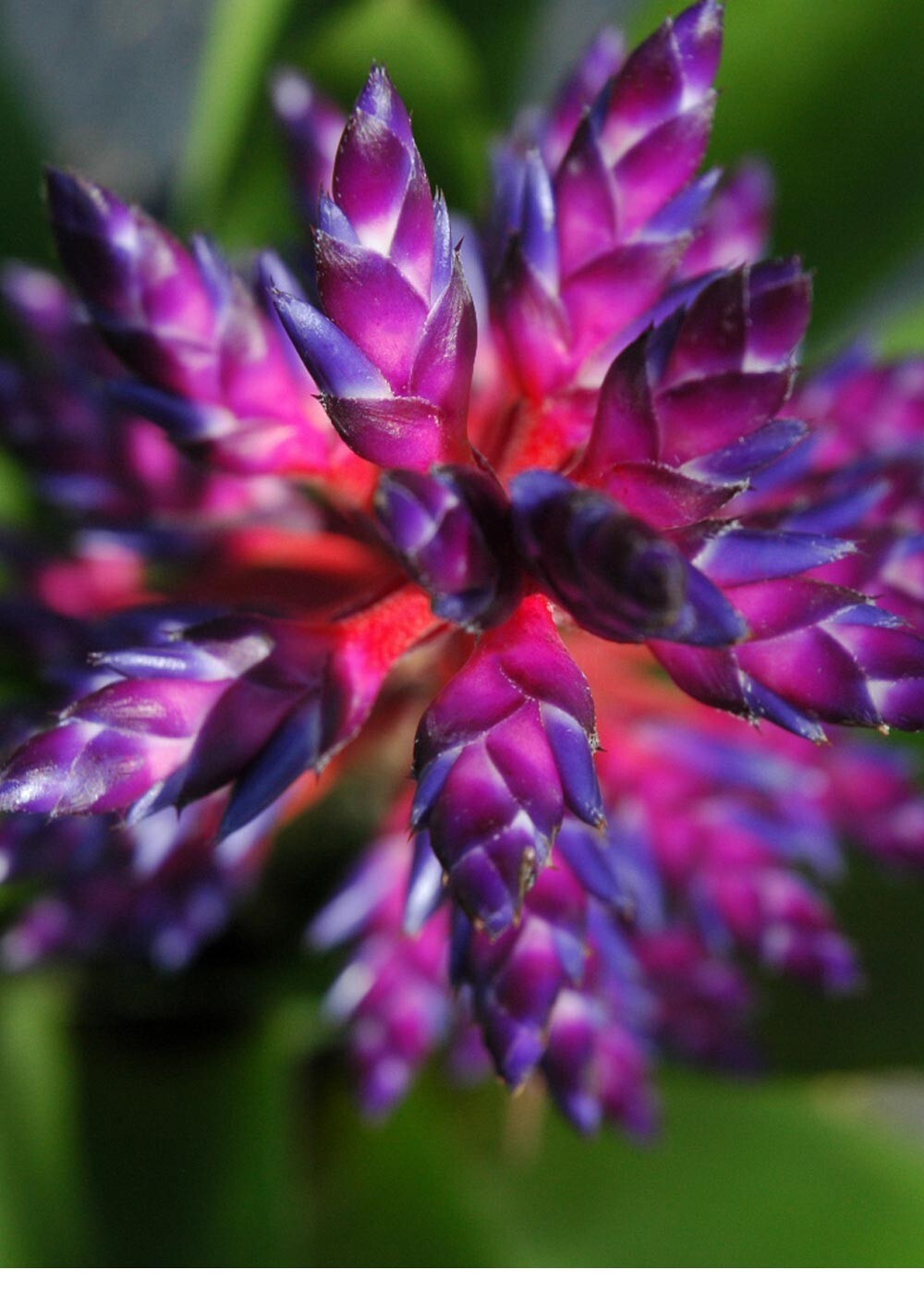Aechmea Blue Tango 9″ Pot – Live plant