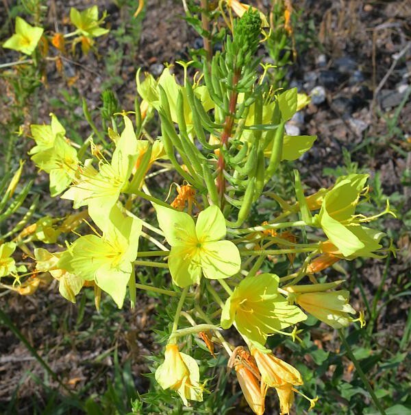 Oenothera rhombipetala | Diamond-Petal Evening Primrose | 20 Seeds