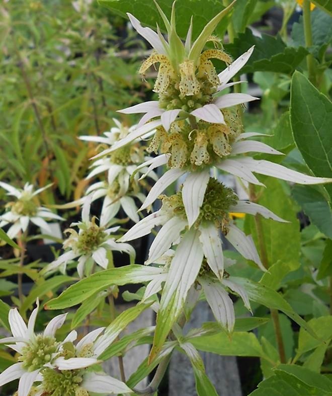301+SPOTTED BEE BALM Flower Seeds Native Wildflower Herbal Tea Medicinal Plant