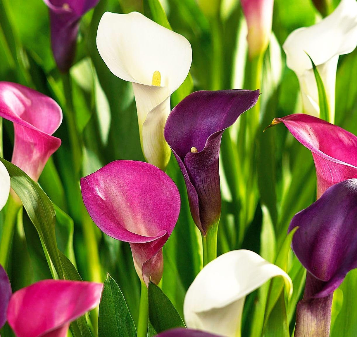 Rare 100Pcs White Pink Red Purple Calla Lily Seeds Beautiful Flowers Mix Color P