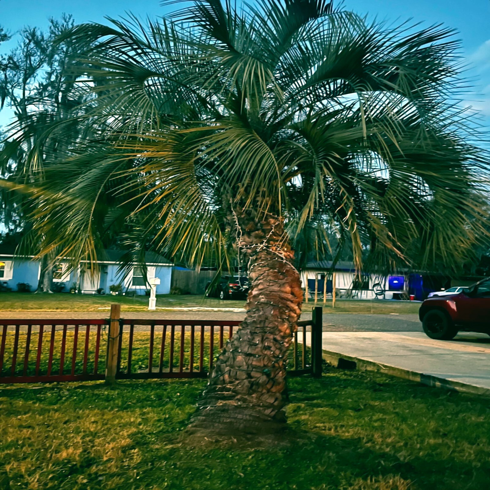 10 Jelly Pindo Palm Tree Seeds (Butia capitata) Cold Hardy Tropical Fruit Plant