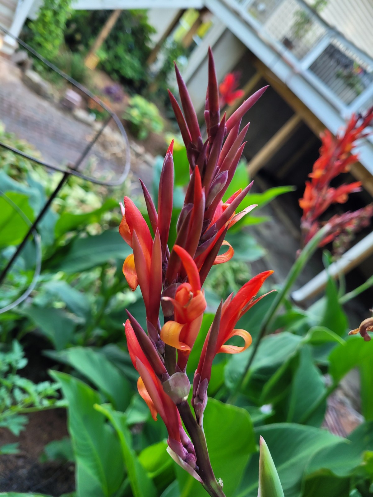 25 Canna Lily Seeds -Robert Kemp -Red Flwr -Green Leaf -6-10 ft tall Free Ship