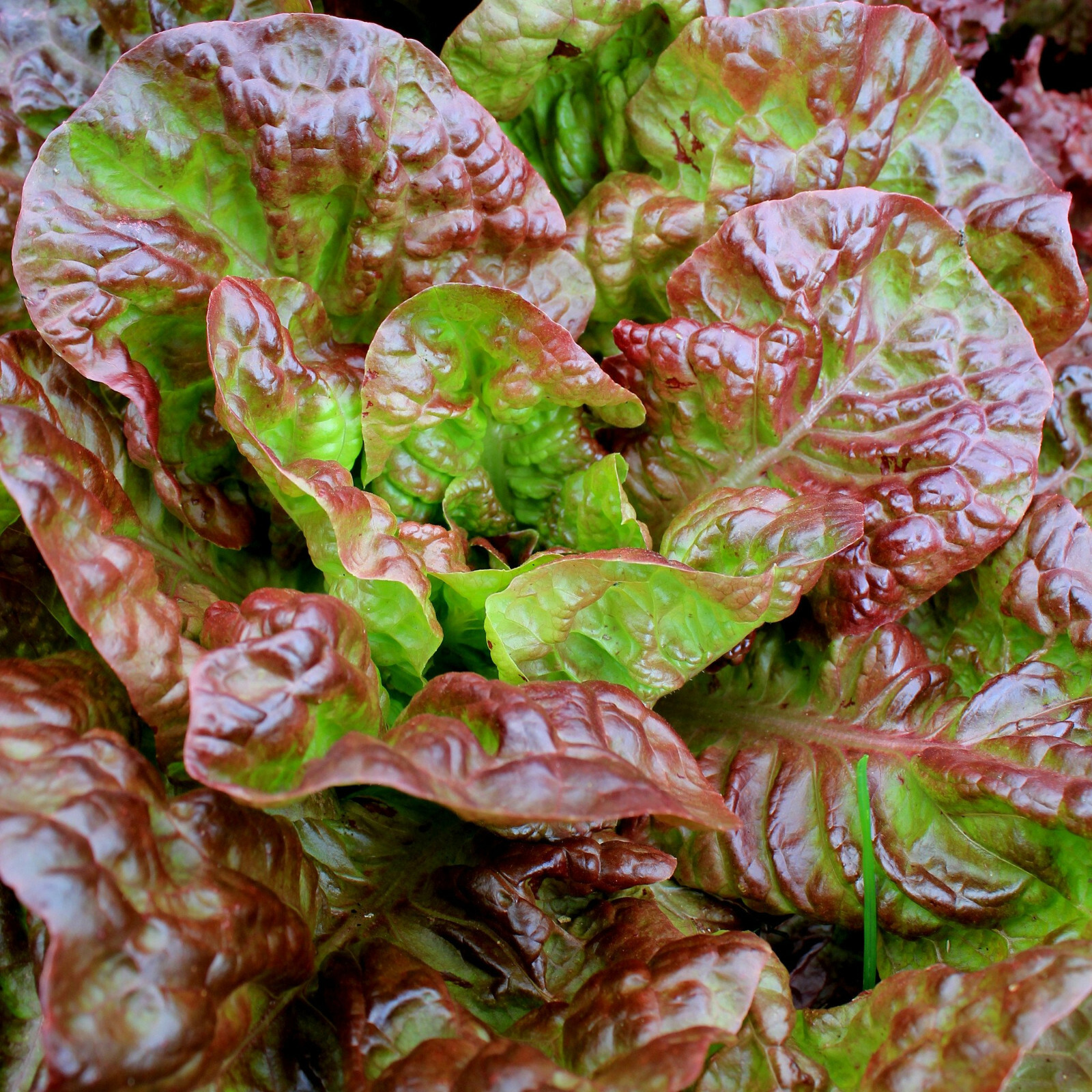 Ruby Red Lettuce Seeds | Rouge Leaf Vegetable Green Romaine Greens Seed 2024