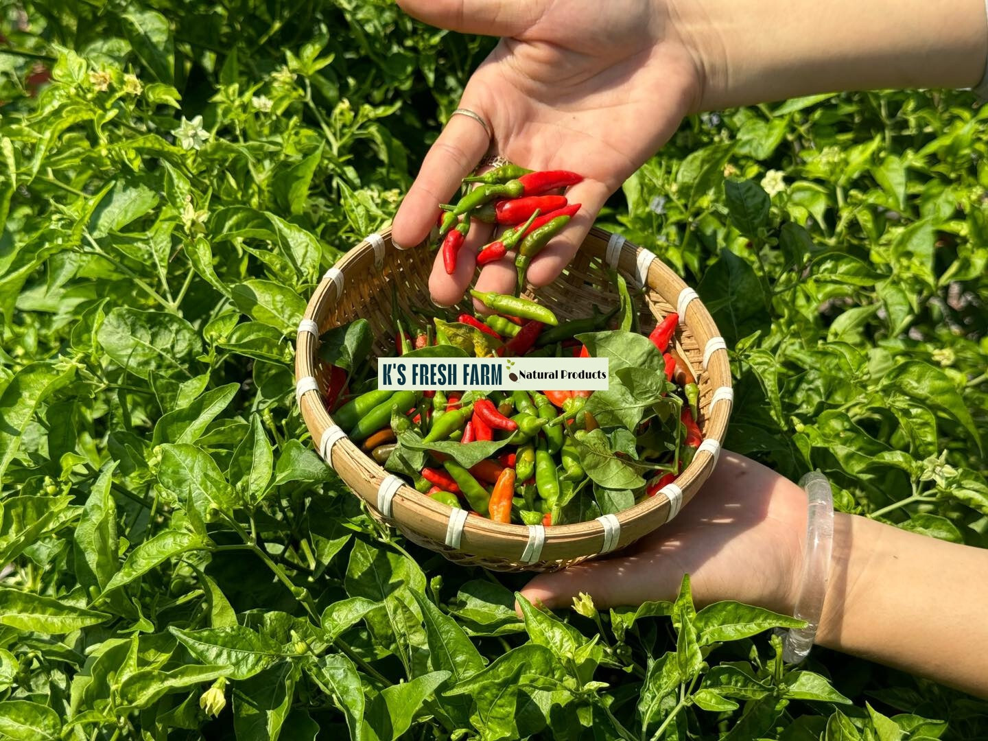 Bird’s Eye /Green Bird’s Eye Pepper Seeds – Hạt Giống Ớt Xiêm Rừng/ Ớt Xiêm Xanh