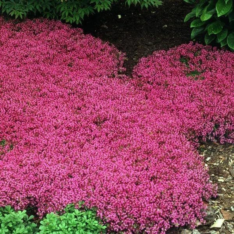 20000+ Red Creeping Thyme Seeds Ground Cover Plant Seeds Perennial- Non-Gmo Heir