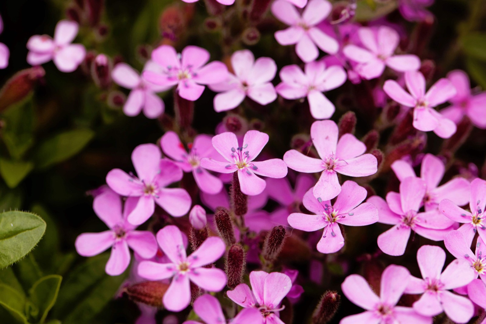 500 PINK ROCK SOAPWORT Saponaria Ocymoides Flower Seeds